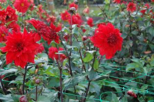 Blommande plantor av den röda dahlian 'Regina'. 