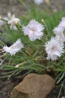 Dianthus Plumarius-Gruppen 'Frösön', närbild miniatyr. Foto Linnea Oskarsson, SLU.jpg