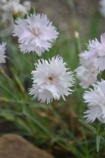 Dianthus Plumarius-Gruppen 'Frösön', mini och stående. Foto Linnea Oskarsson, SLU.jpg