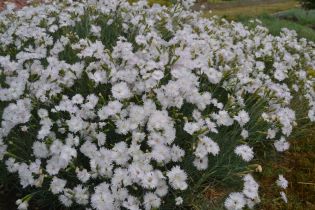 Dianthus Plumarius-Gruppen 'Frösön', mini. Foto Linnea Oskarsson, SLU.jpg