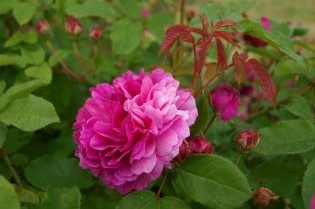 Närbild av den rosa blomman hos bourbonrosen 'Farmor Selma'.