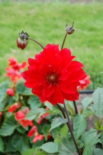 Närbild av en blomma av dahlian 'Regina'. Bakom dahlian syns blommande begonior och en grön gräsmatta. 