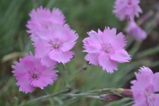 Fjädernejlika 'Timmermannens Rosa', mini. Foto Linnea Oskarsson, SLU.jpg