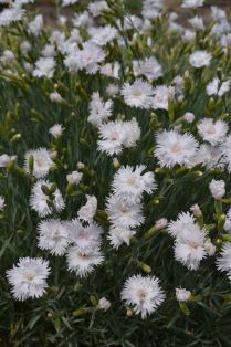 Dianthus Plumarius-Gruppen 'Frösön', mini stående. Foto Linnea Oskarsson, SLU.jpg