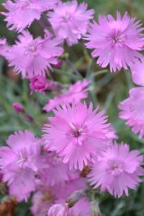 Fjädernejlika 'Timmermannens Rosa', miniatyr. Foto Linnea Oskarsson, SLU.jpg