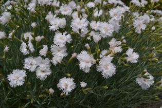 Dianthus Plumarius-Gruppen 'Frösön', miniatyr. Foto Linnea Oskarsson, SLU.jpg