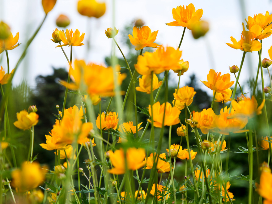 yellow flowers