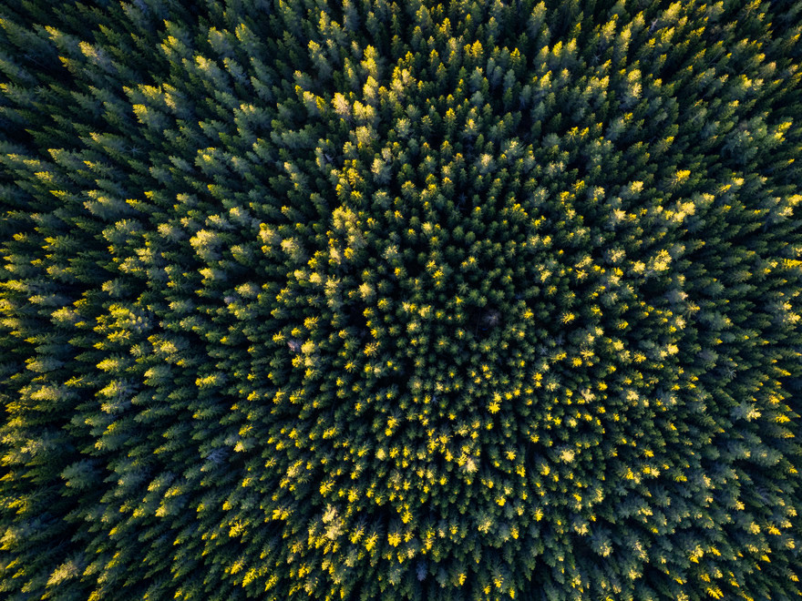 Aerial shot forest
