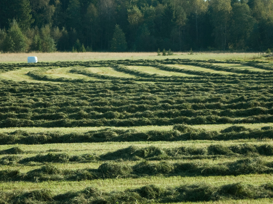 Hösträngar på åker, Åland. Foto Jenny Svennås-Gilner