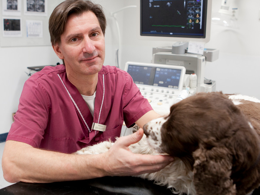 En manlig veterinär undersöker en hund som ligger på ett undersökningsbord. Foto.