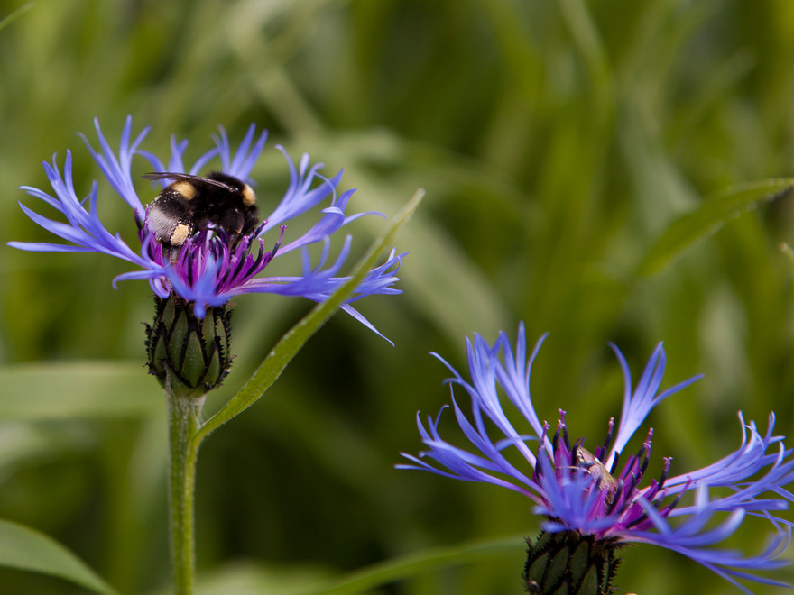 Humla på blomma