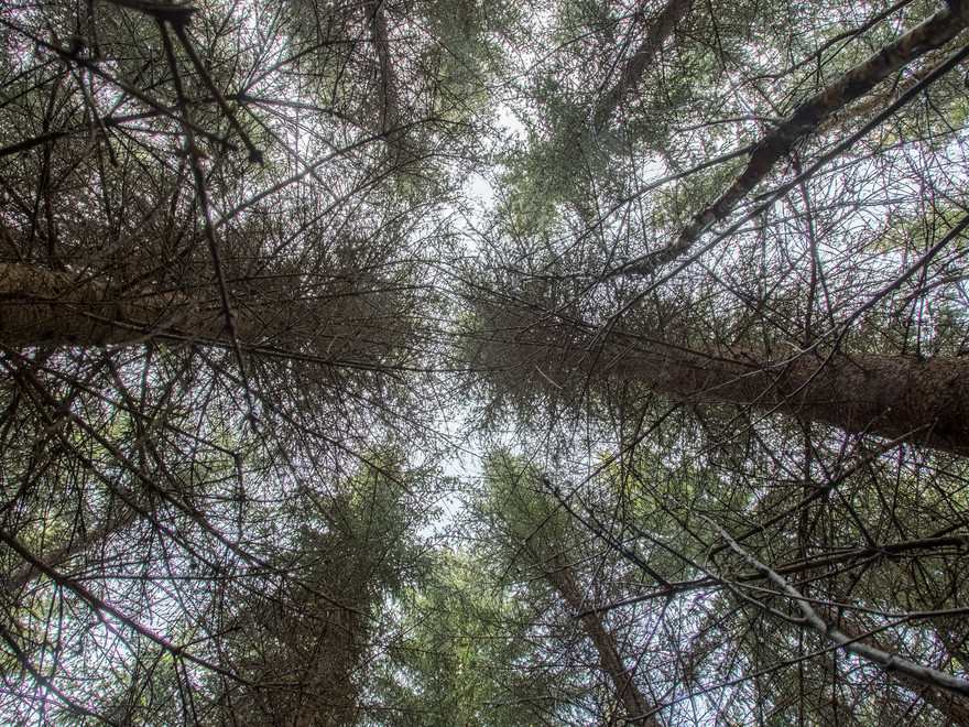 Tree crowns