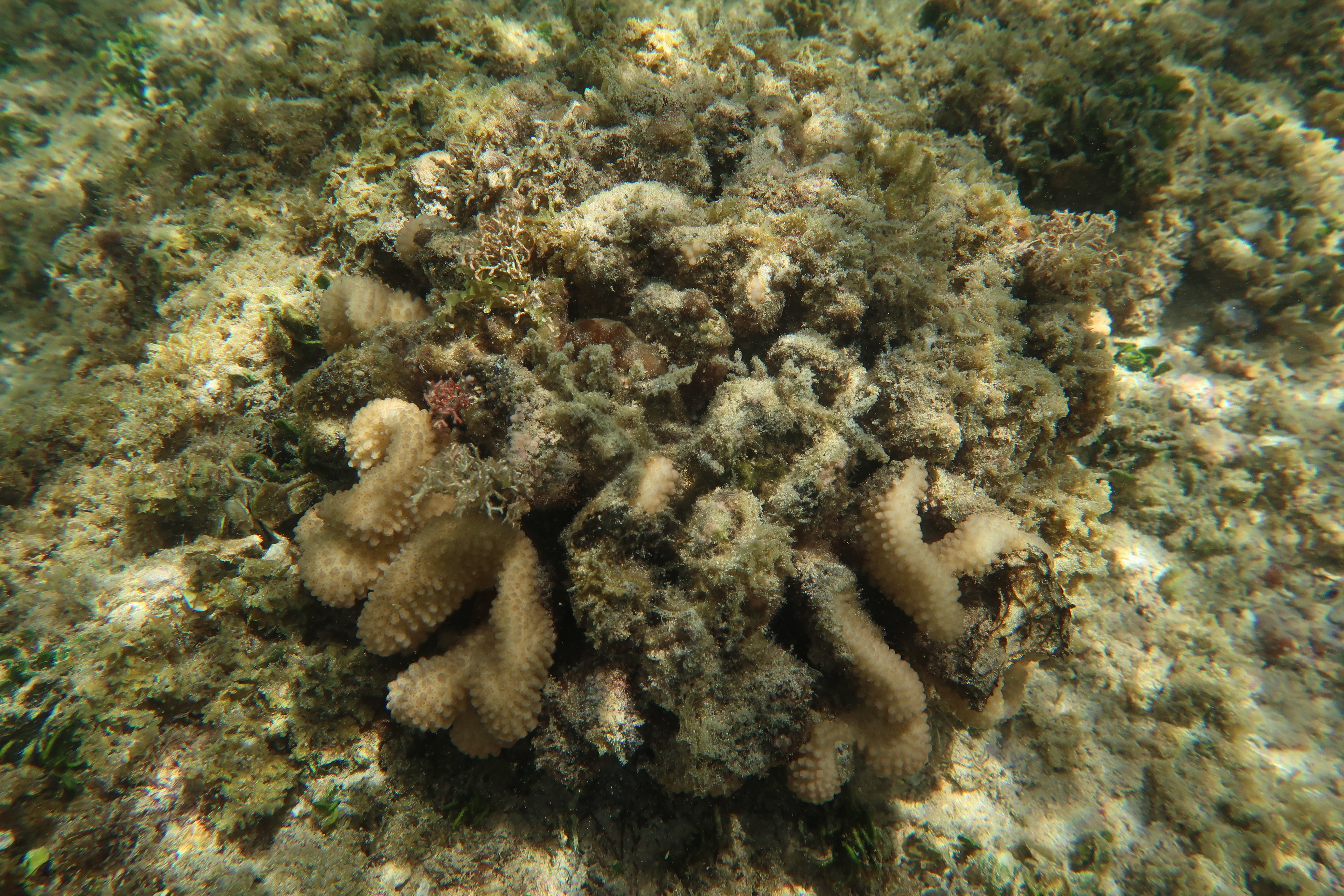 The image shows a semi-dead coral colony overgrown with small fuzzy algae and some sprawling branches of the invasive algae Acanthophora spicifera.