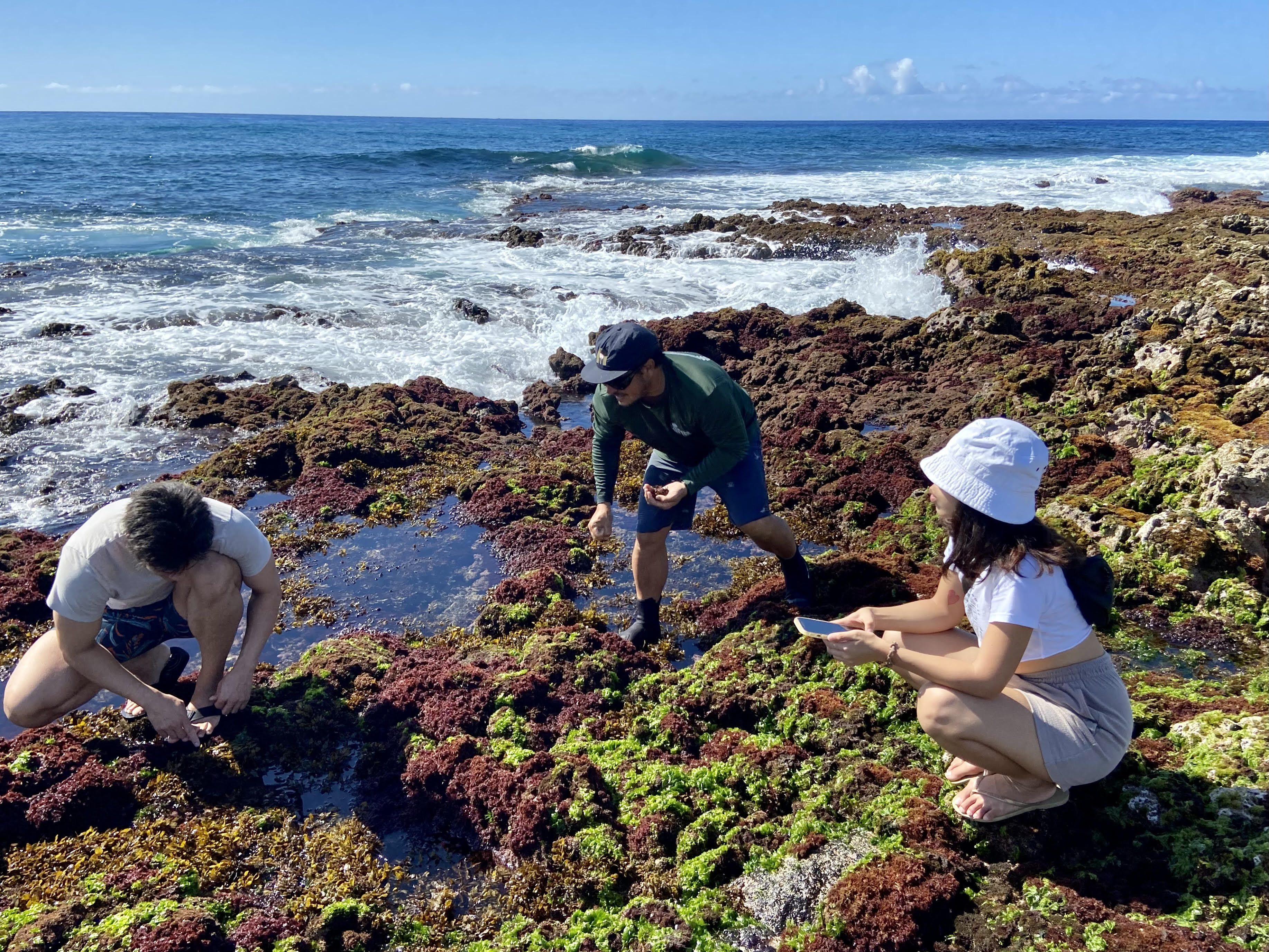 The picture shows three people picking algae. The sun is shining and the sea is in the background.