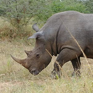 How the loss of megaherbivores may allow carnivores to change the world