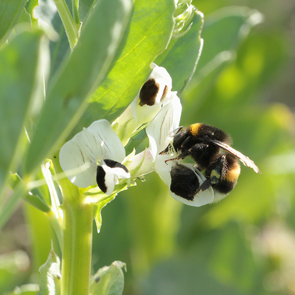 Bumble Bees as Pollinators  College of Agriculture, Forestry and