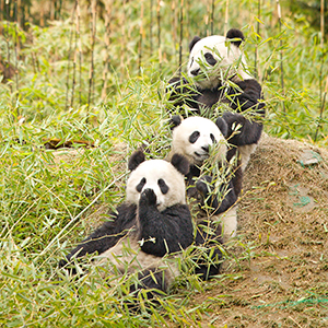 Photo of giant pandas (https://commons.wikimedia.org/wiki/File:Giant_Pandas_having_a_snack.jpg)