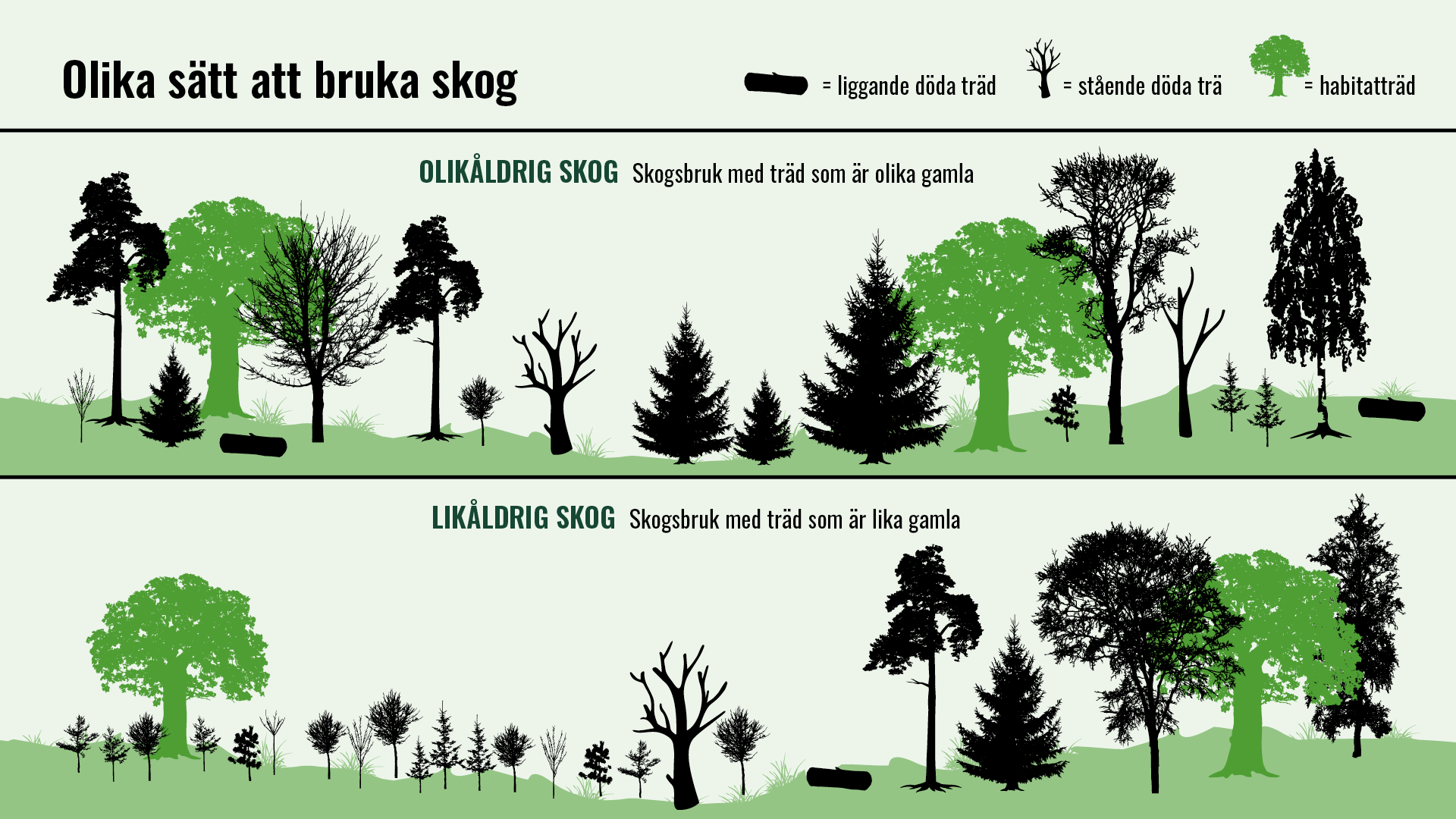 Ungdomarna Får Bestämma – Vad Ska Göras Med Skogen? | Externwebben