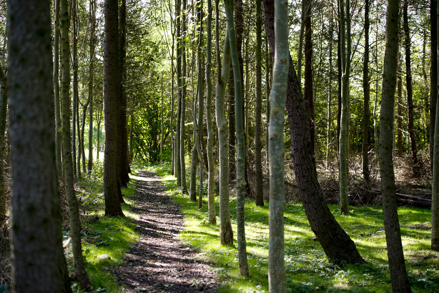 Ungdomarna Får Bestämma – Vad Ska Göras Med Skogen? | Externwebben