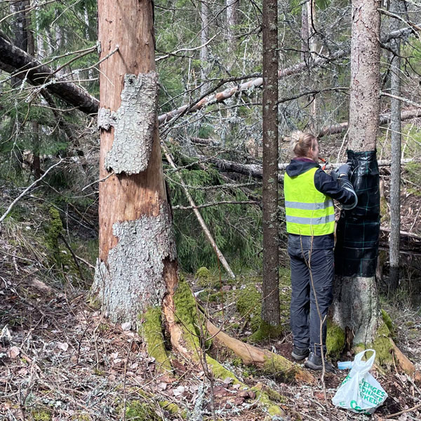 En SLU medarbetare sätter upp en insektsfälla i en skelettskog i Småland.