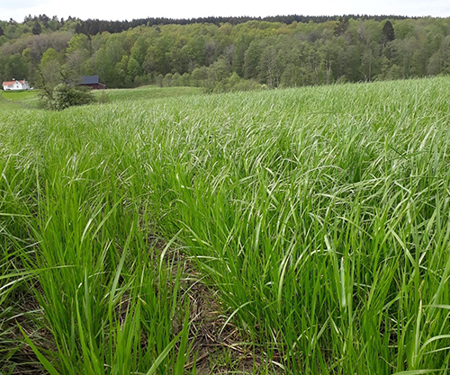 Foto på vall med rörsvingel