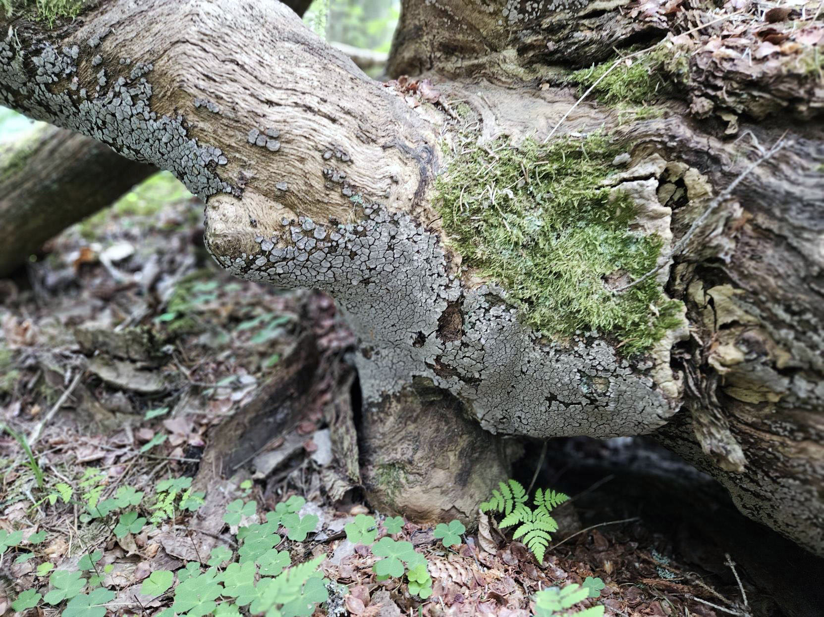 Bild på träd där det växer svamp.