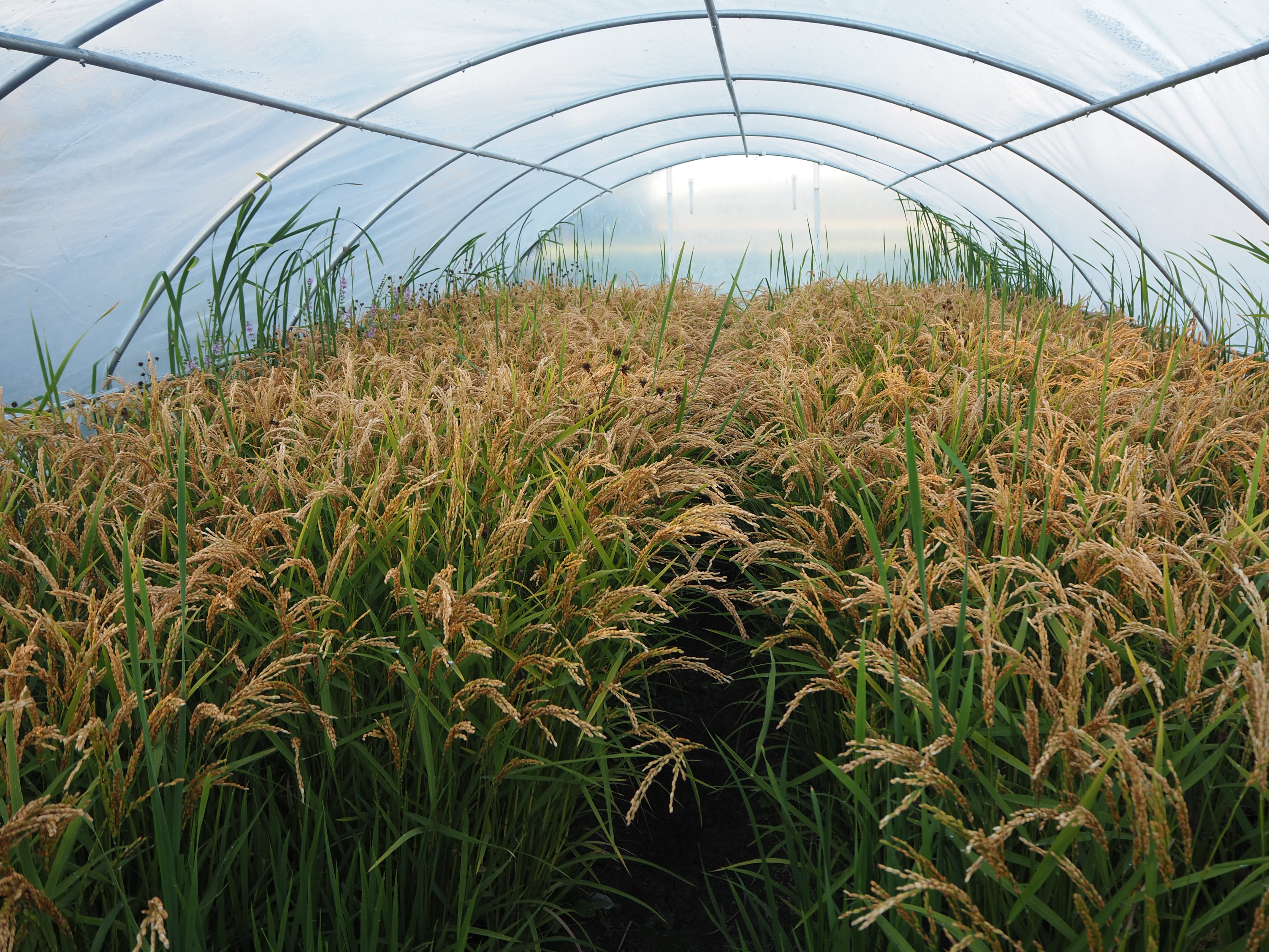 Rice in a cultivation tunnel outside Uppsala, Sweden.