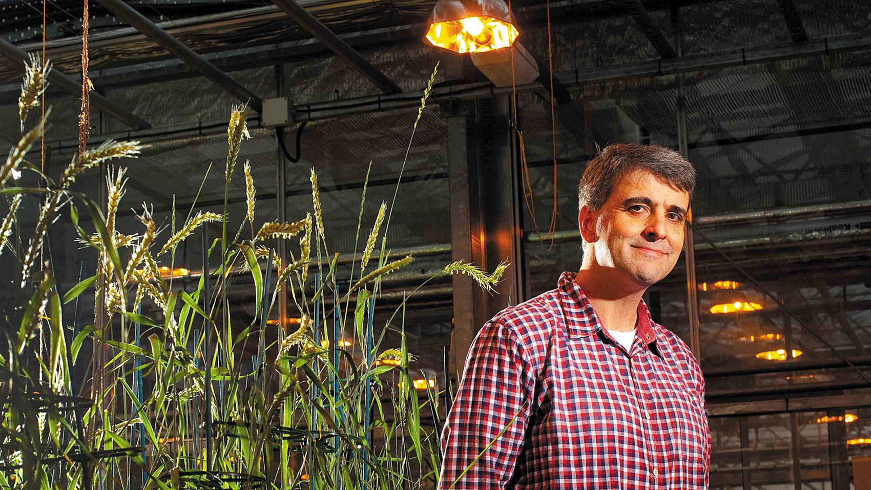 A man standing in a greenhouse, beside him growing cereal crops.