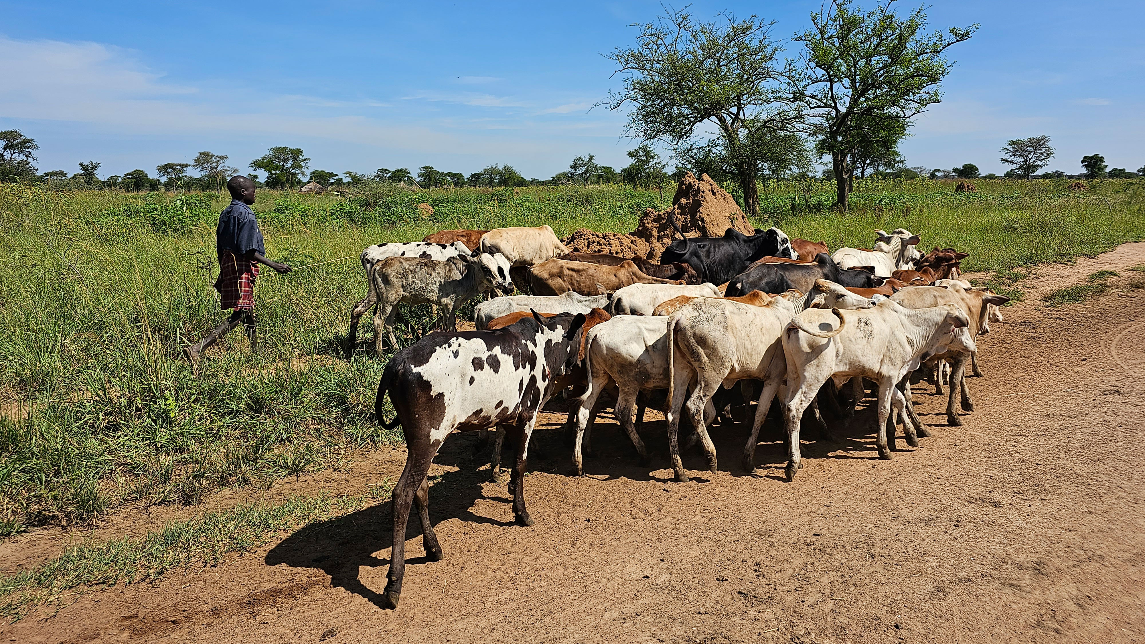 A flock of cows in a dry landscape. Photo.