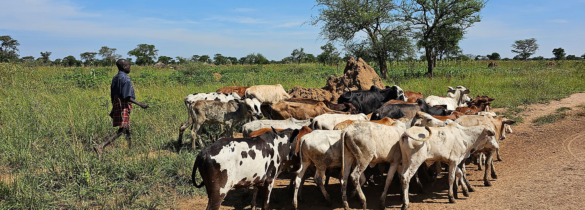 A man and his goats on the savannah.