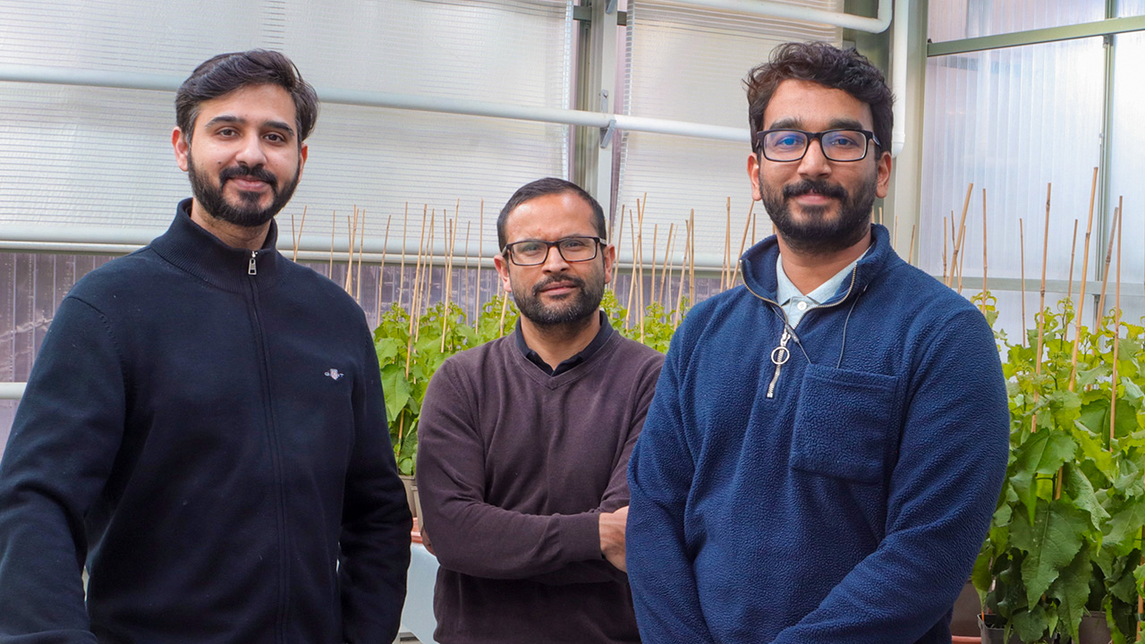 Tre män står i ett växthus med unga asp-träd i bakgrunden. Endast deras överkroppar syns. Alla tittar in i kameran.