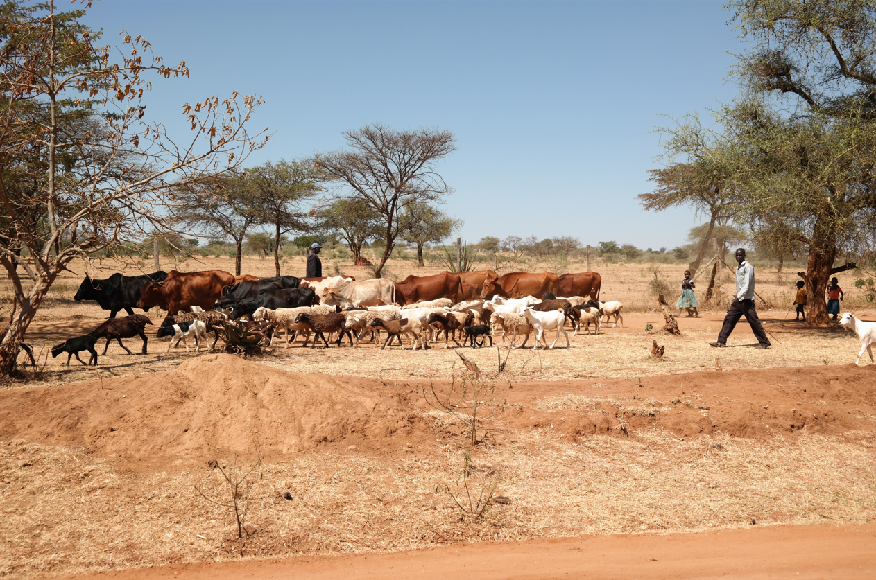 A farmer is herding his cattle in Kenya
